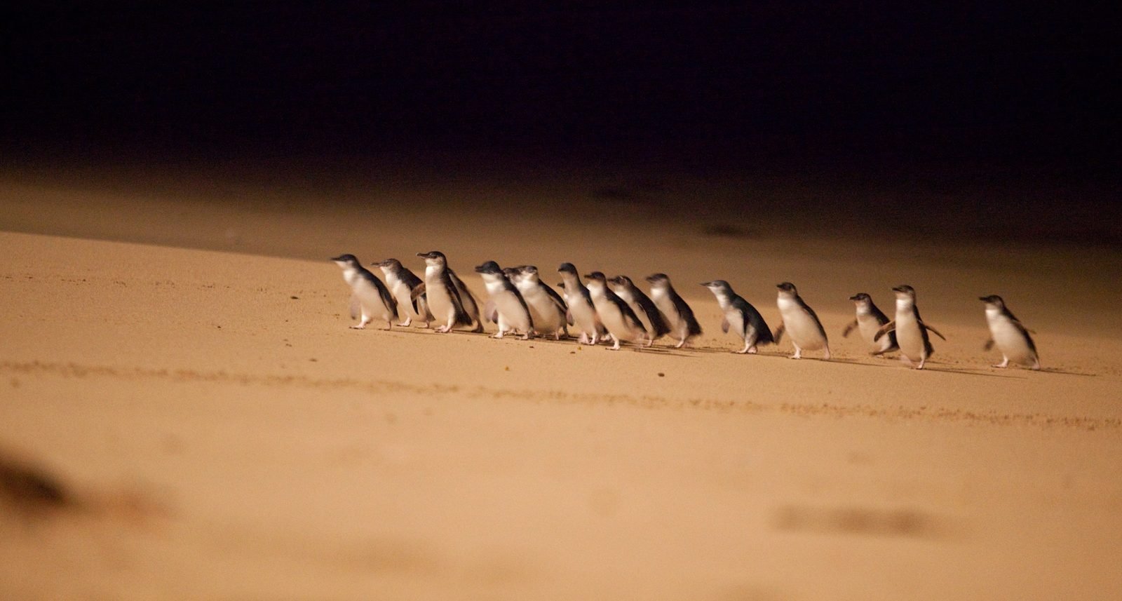 Little Penguins crossing the beach at Phillip Island's Penguin Parade