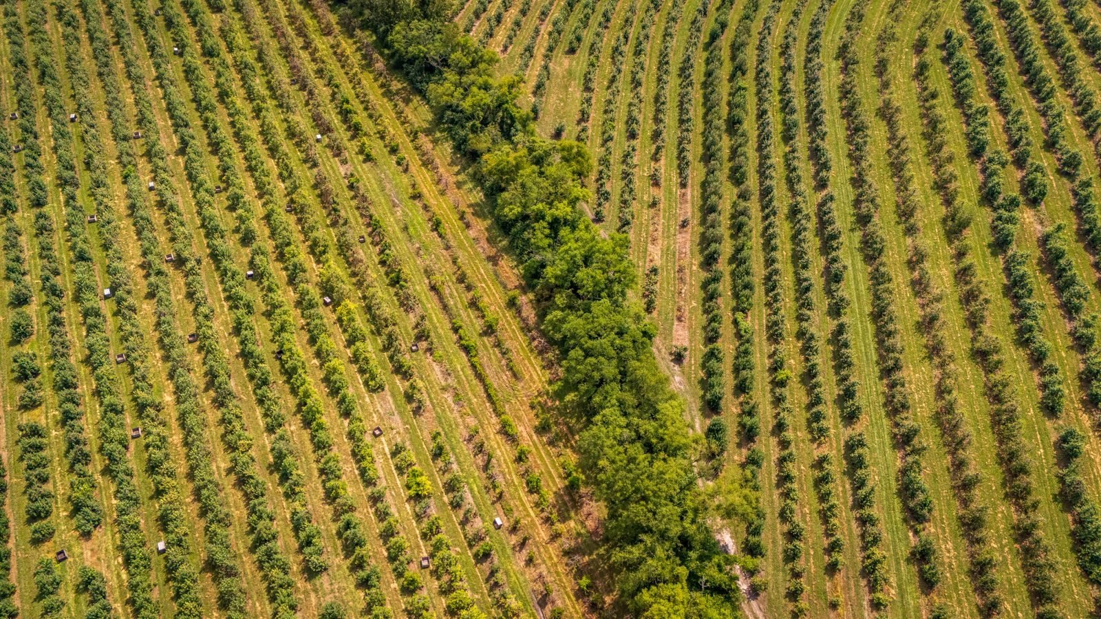 Aerial view of vineyard rows in the Yarra Valley
